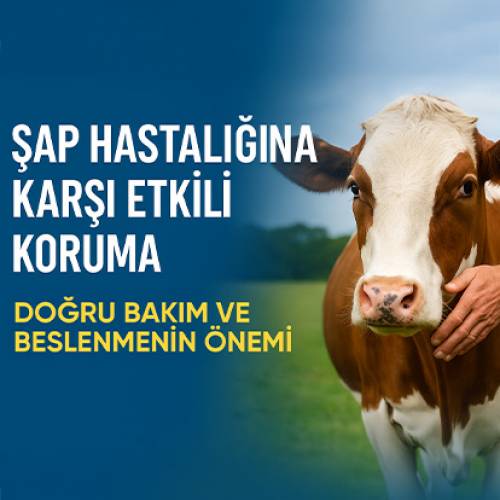 Bodur Yem Şap Hastalığı